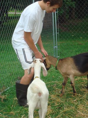 Goats 038.jpg