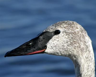 Young Trumpeter Swan