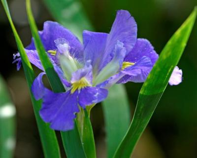 Blue Wild Iris