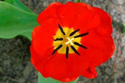 Brilliant Red Tulip