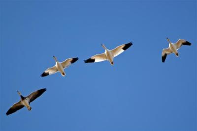 Snow Geese Flyover
