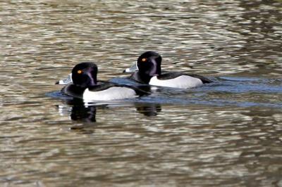 Rng-necked Ducks