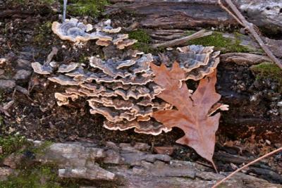 Layers and Leaf