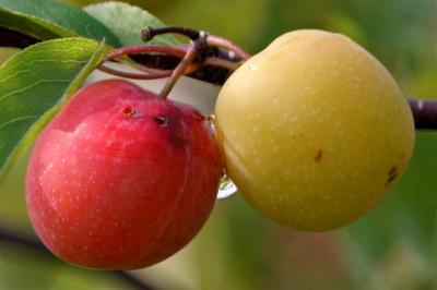 Dew on Wild Plums