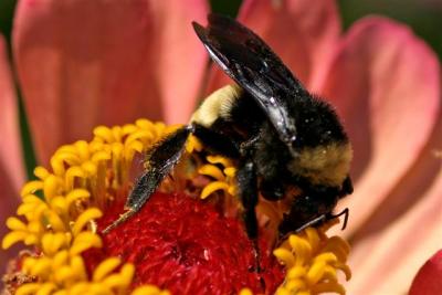Pollen  Nectar