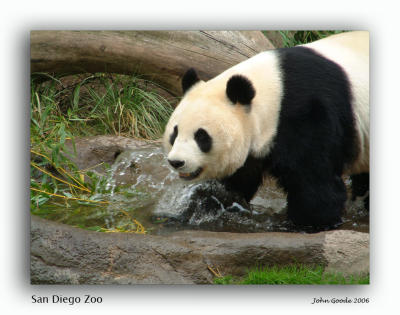 16 San Diego Zoo.jpg