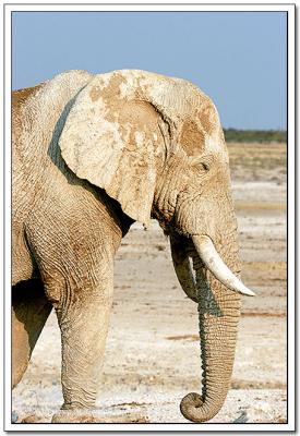 Elefante Africano - African Elephant