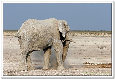 Elefante, Bao de arena