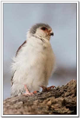 Alcon Enano - Pygmy Falcon