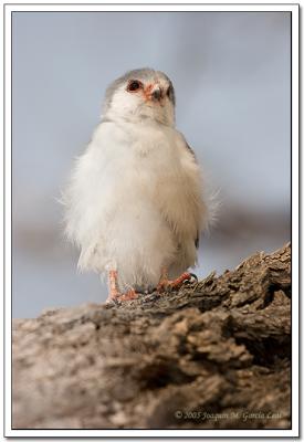 Alcon Enano - Pygmy Falcon