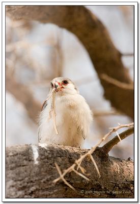 Alcon Enano - Pygmy Falcon