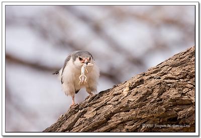 Alcon Enano - Pygmy Falcon