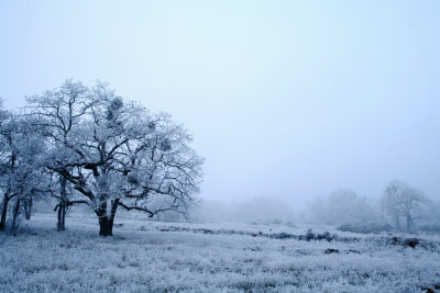 Winter White