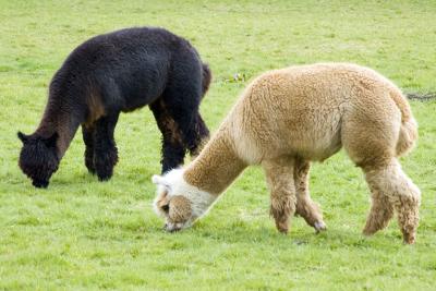Elmesthorpe Alpacas