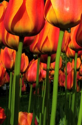 tulips & 2lips