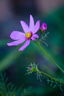 _MG_6787.web.jpg