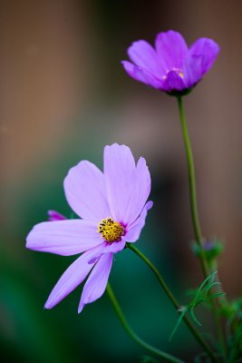 _MG_6905.web..jpg