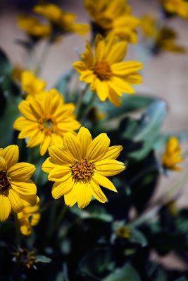_MG_0269.web..jpg