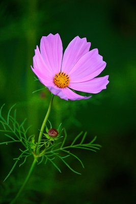_MG_6850.web..jpg