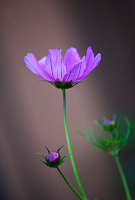 _MG_6858.web..jpg