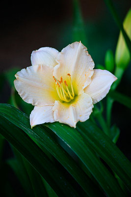 _MG_6895.web..jpg