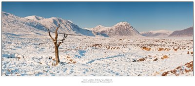 The Lone Tree