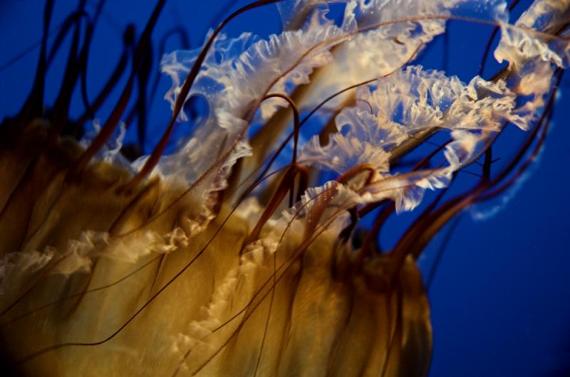 20051203 / Jelly