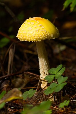 Champignons, Estrie, canada