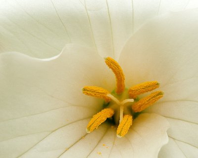 Trille blanc, Oka, 2010