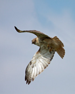 Takeoff  Red tailed hawk