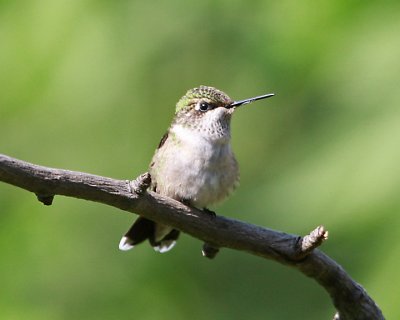   female hummingbird