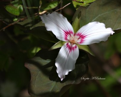 Painted Trillium