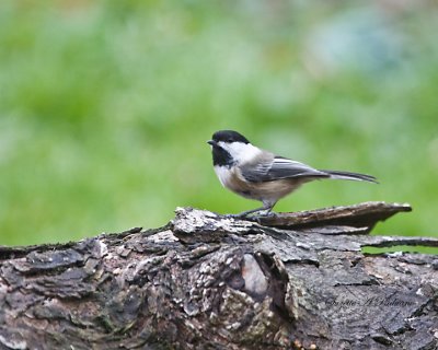  Chickadee