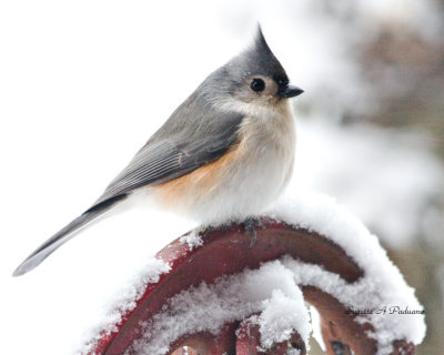 A very cold Titmouse