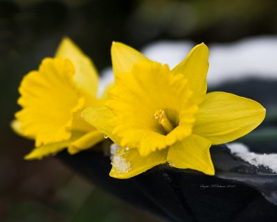 Cold Daffodils