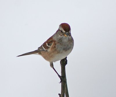  sparrow on a branch