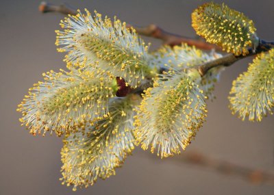  Pussy Willow Buds