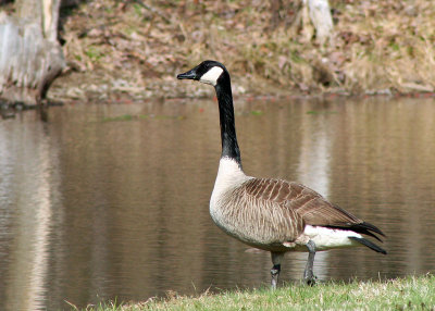  Goose or Gander