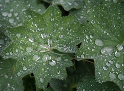 Rain on leafs