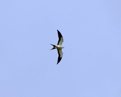 Swallow_tailed_Kite100417_1.jpg