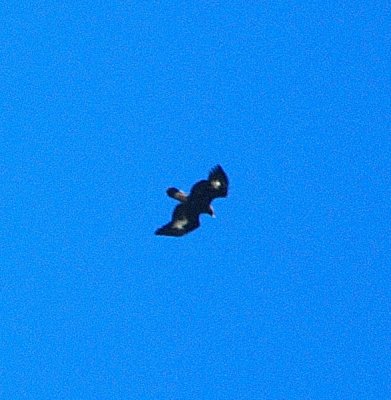 juvenile Golden Eagle 1