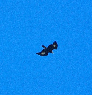 juvenile Golden Eagle 2