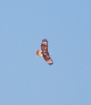 juvenile Krider's Red-tailed Hawk