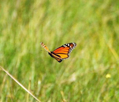 Migrating Monarch butterfly in flight