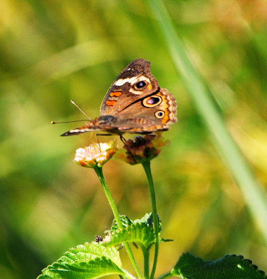 Buckeye butterfly