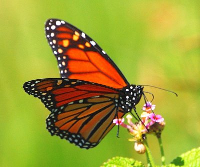 Migrating Monarch butterfly