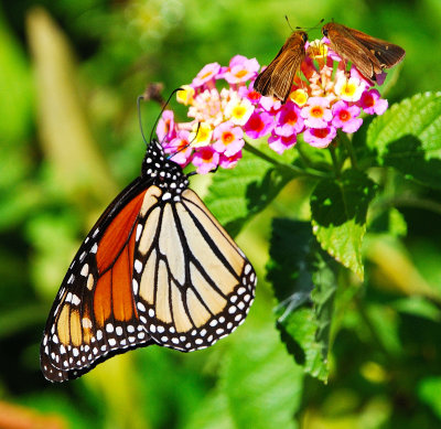 Migrating Monarch butterfly and Friends
