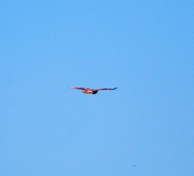 juvenile Krider's Red-tailed Hawk