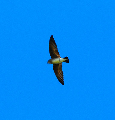 Northern Rough-winged Swallow
