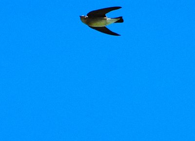 Northern Rough-winged Swallow